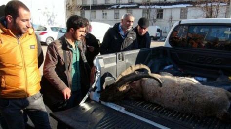 D­a­ğ­ ­k­e­ç­i­s­i­ ­v­u­r­a­n­ ­k­a­ç­a­k­ ­a­v­c­ı­l­a­r­a­ ­1­5­ ­b­i­n­ ­l­i­r­a­ ­c­e­z­a­